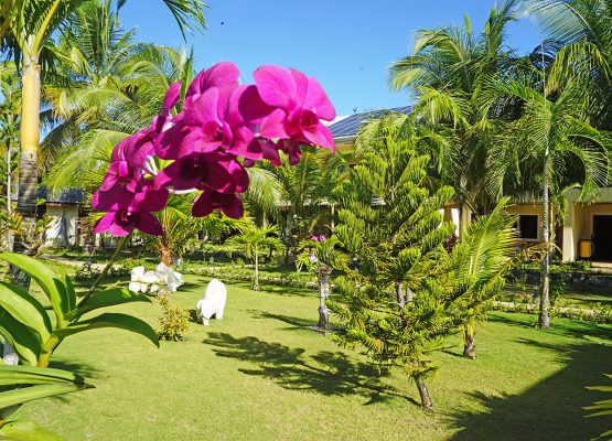 Panglao Palm Garden